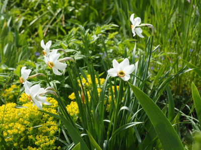 Narcissus poeticus var. recurvus P5080068.JPG