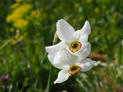 Narcissus poeticus var. recurvus P5080069.JPG