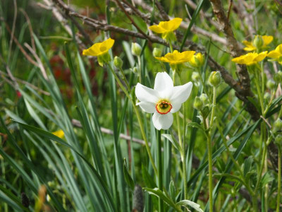 Narcissus poeticus var. recurvus + Ranunculus psilostachys P5080071.JPG