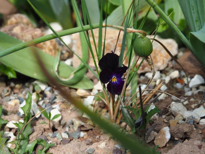 Viola cornuta Bowles's Black  P5080080.JPG