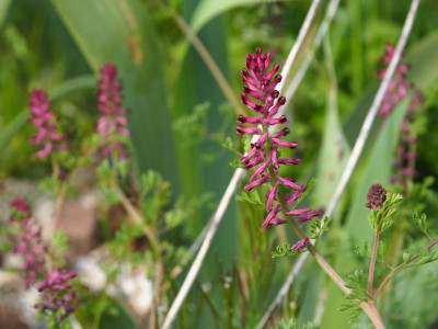 Fumaria officinalis P5080082.JPG