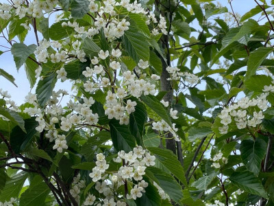 Sorbus alnifolia Mai 2021.jpg
