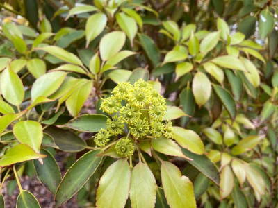 Trochodendron aralioïdes Mai 2021.jpg