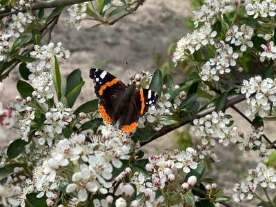 Aronia mitschurinii Mai 2021.jpg