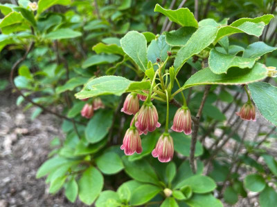 Enkianthus chinensis Mai 2021.jpg