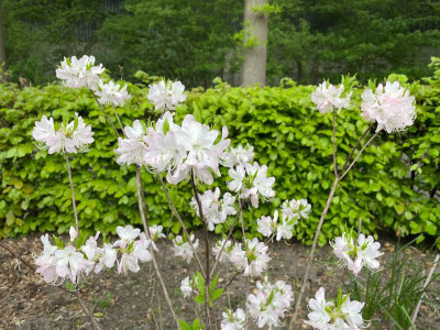 Rhododendron vaseyi Mai 2021.jpg
