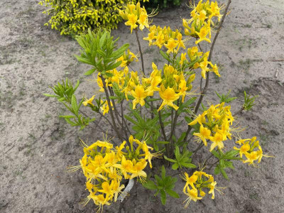 Rhododendron luteum Mai 2021.jpg