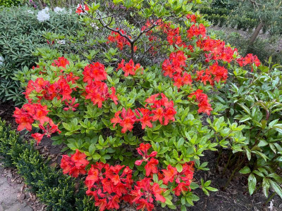 Azalea Unbekannt Mai 2021.jpg