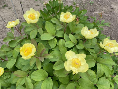 Paeonia mlokosewitschii Mai 2021.jpg