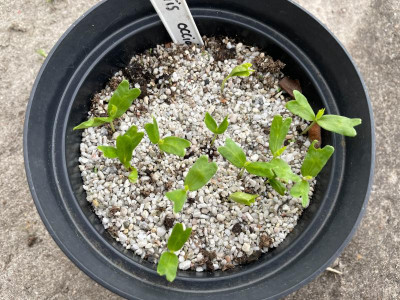 Celtis occidentalis  Germination Mai 2021.jpg