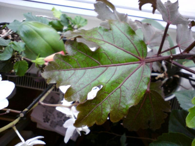 DSC00135.JPG