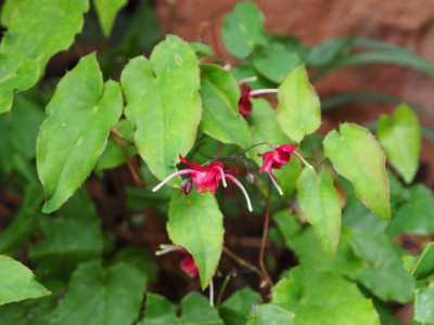 Epimedium Red Maximum P5130154.JPG