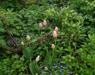 Tulpen und Malus transitoria 210513.jpg