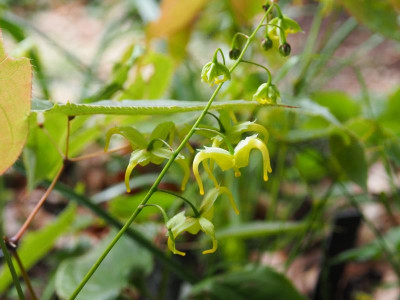 Epimedium Brimstone Butterfly P5010466.JPG