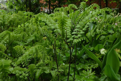 Adiantum pedatum 210513.jpg