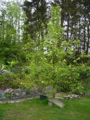 Blumenbachs 1.JPG