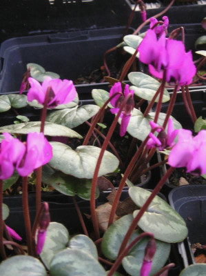 Cyclamen-3.jpg