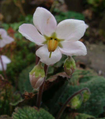 Ramonda myconi rosa21.jpg