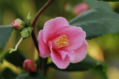 Camellia_rosiflora_nef_jpg_9595_resize.jpg
