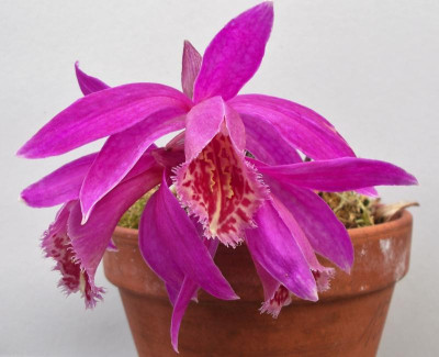 Pleione Rakata Keith Rathray 04.05.21.JPG