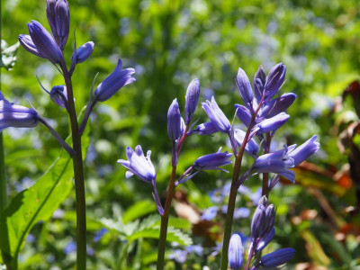 Hyacinthoides non-scripta Gewiehs P5140220.JPG