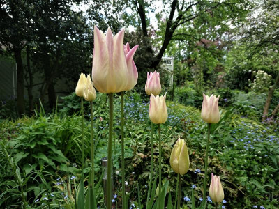 Lilienblütige Elegant Lady.JPG