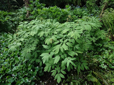 Caulophyllum Indianerwiege.JPG