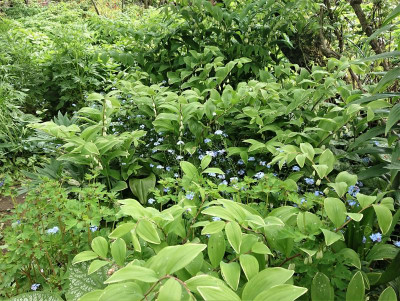 Polygonatum.JPG