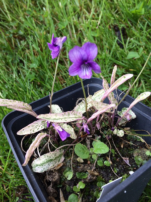 2021-05-15 Viola mandsh. Fuji Dawn.JPG