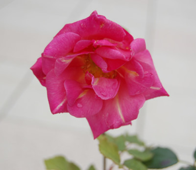 Grafin_Ada_Bredow_17631_95.jpg