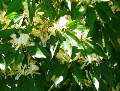 2009-05-23_Lonicera_maackii_Bluten.JPG