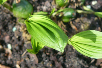 Offene Gärten 2704.jpg