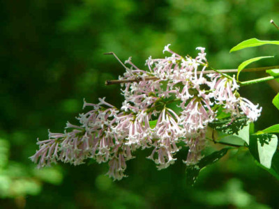 2009-05-23_Syringa_tomentella.JPG