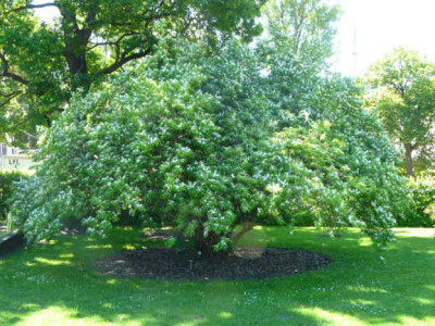 2009-05-23_Lonicera_maackii_habitus.JPG