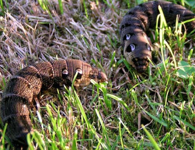 elephant_hawk090904.jpg