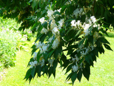 2009-05-23_Lonicera_maackii_Zweig.JPG