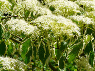 2009-05-23_Cornus_cotroversa_Marginata_Nord.JPG
