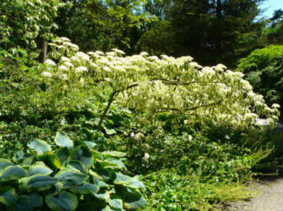 2009-05-23_Cornus_cotroversa_Marginata_Nord_habitus.JPG