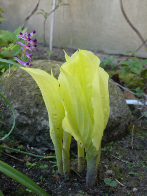 2021-05-15 Hosta Sämling 1.jpg