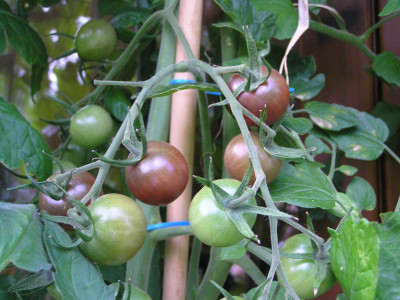 blackcherryfarbe.jpg