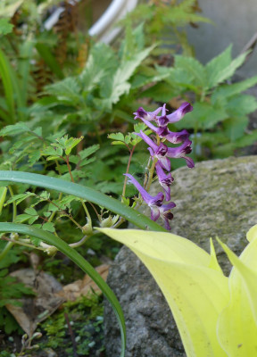2021-05-15 Corydalis sheareri 1.jpg