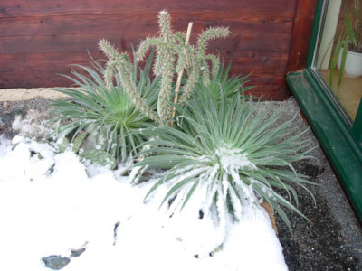 Echium_w._16.12.jpg