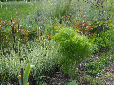 Peucedanum officinale P5140046.JPG