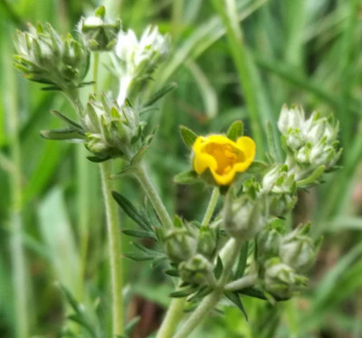 Potentilla_argentea_20210515_184331B.jpg