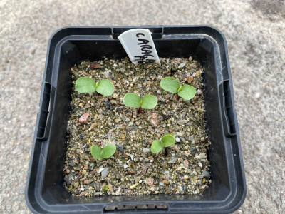 Caragana arborescens Germination Mai 2021.JPG