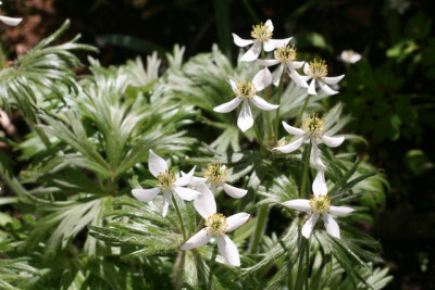 Anemone unbekannt.JPG