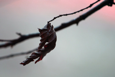 Blatt-gerollt-1.jpg