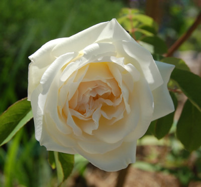 Parks_Yellow_Tea-Scented_China_0020__T2_2723.jpg
