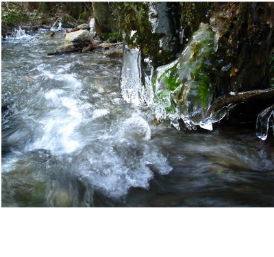 Spaziergang_18.1.07_Farn_in_Eis.jpg