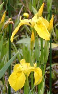 xIris_pseudacorus_030523.JPG